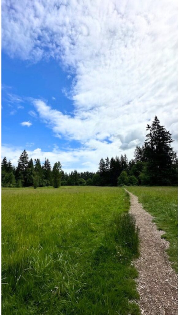 A beautiful path outdoors for walking meditation practice.