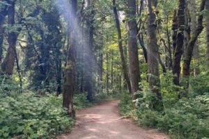 A beam of light shining onto a path, representing new year's intentions. Picture by Addie deHilster.