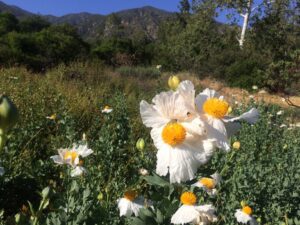 Bailey Canyon in Sierra Madre, California. Picture by Addie deHilster.